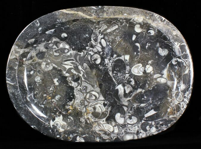Bargain / Fossil Orthoceras & Goniatite Plate - Stoneware #40410